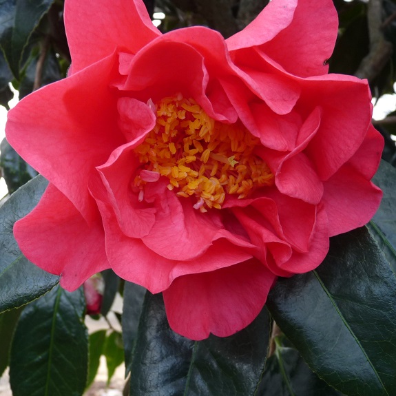 Camellia 'Francie L' Camellia 'Francie L'