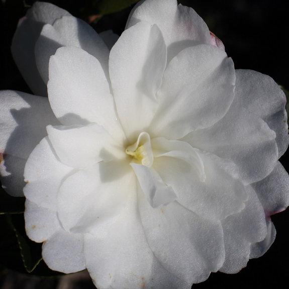 Camellia 'Fuji No Yuki' Camellia 'Fuji No Yuki'