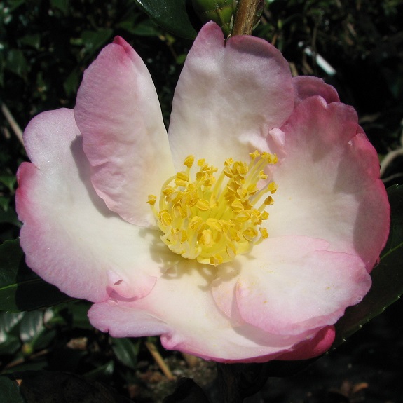 Camellia 'Gay Border' Camellia 'Gay Border'