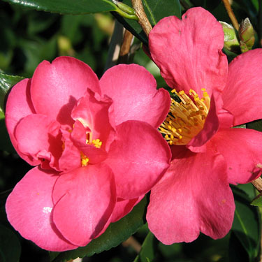 Camellia 'Hiryu' Camellia 'Hiryu'