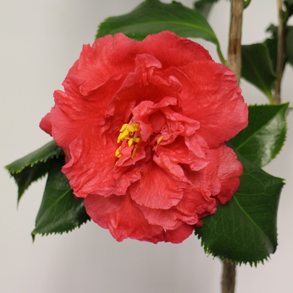 Camellia 'Holly Bright' Camellia 'Holly Bright'