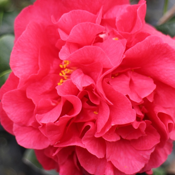 Camellia 'Kramer's Supreme' Camellia 'Kramer's Supreme'