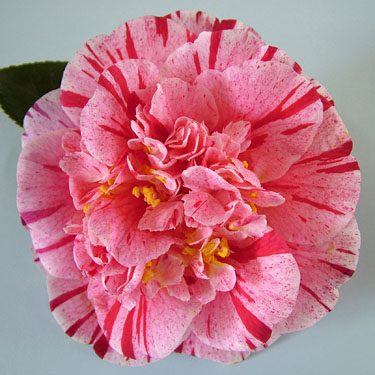 Camellia 'Modern Art'