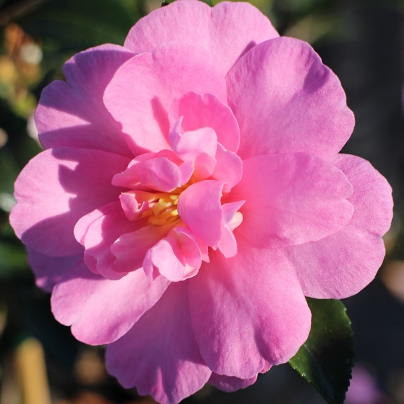 Camellia 'Paradise Hilda' Camellia 'Paradise Hilda'