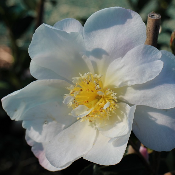 Camellia 'Paradise Vanessa' Camellia 'Paradise Vanessa'