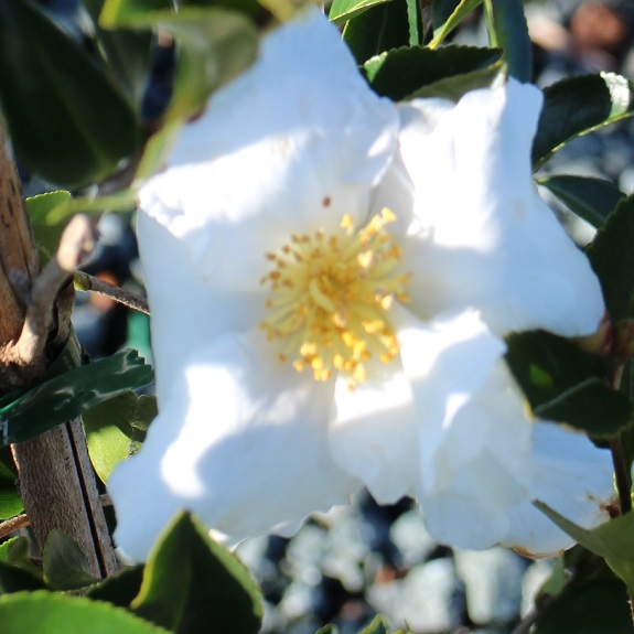 Camellia 'Plantation Snow White' Camellia 'Plantation Snow White'