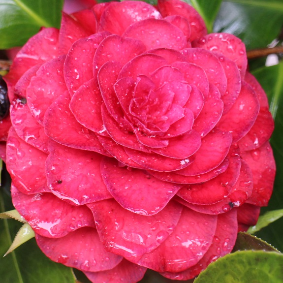 Camellia 'Roger Hall' Camellia 'Roger Hall'