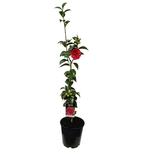 Camellia 'Roger Hall' Camellia 'Roger Hall'