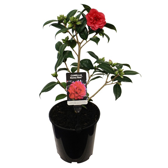 Camellia 'Roma Red'