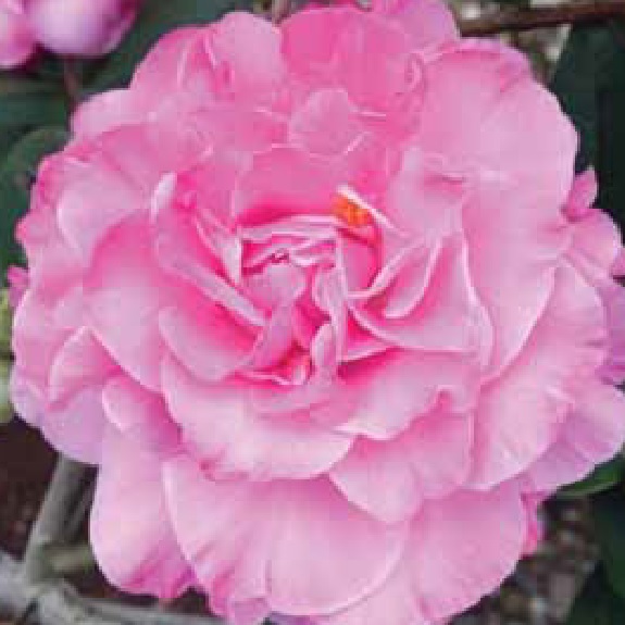 Camellia 'Rose Bouquet' Camellia 'Rose Bouquet'