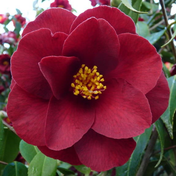 Camellia 'Royal Velvet' Camellia 'Royal Velvet'