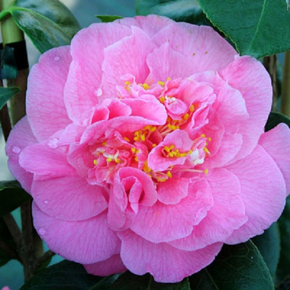 Camellia 'Scentsation'
