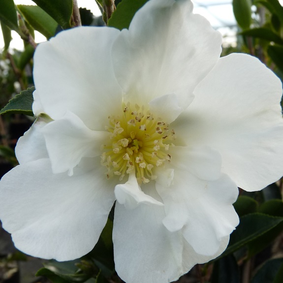 Camellia 'Setsugekka' Camellia 'Setsugekka'