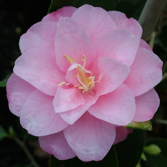 Camellia 'Spring Festival' Camellia 'Spring Festival'