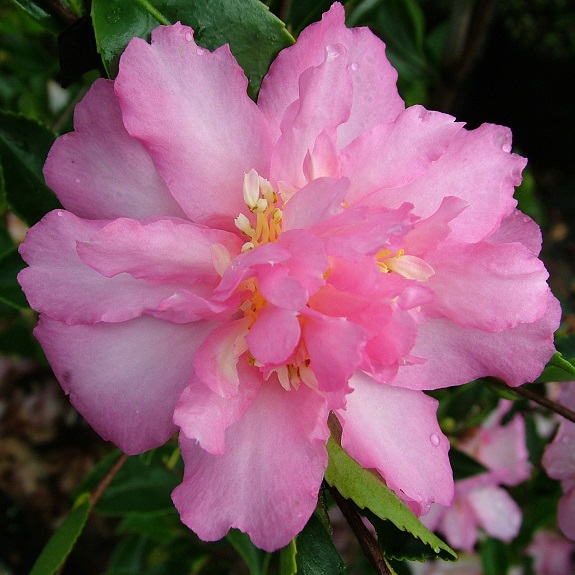 Camellia 'Sunrise Serenade' Camellia 'Sunrise Serenade'
