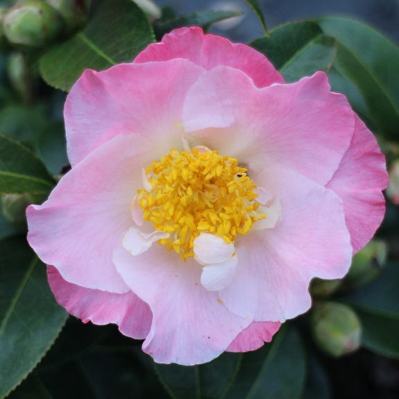 Camellia 'Tiptoe' Camellia 'Tiptoe'