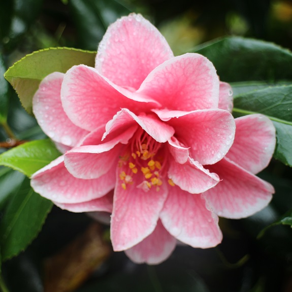 Camellia 'Yours Truly' Camellia 'Yours Truly'
