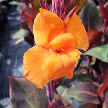 Canna 'Tropicanna' Canna 'Tropicanna'