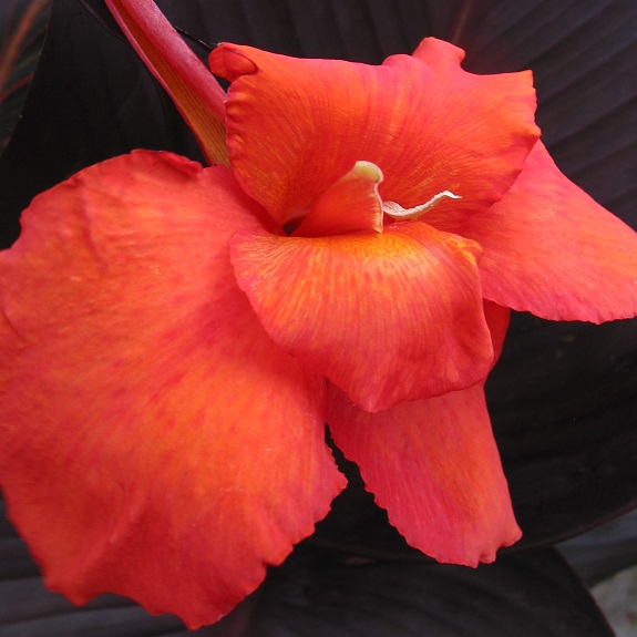 Canna 'Tropicanna Black' Canna 'Tropicanna Black'
