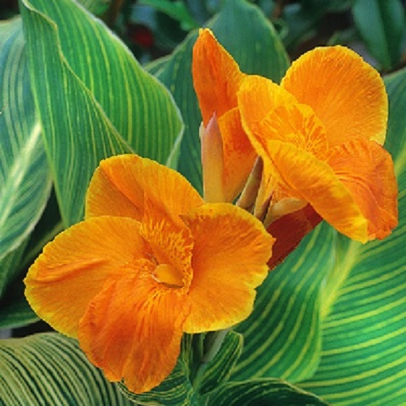 Canna 'Tropicanna Gold' Canna 'Tropicanna Gold'