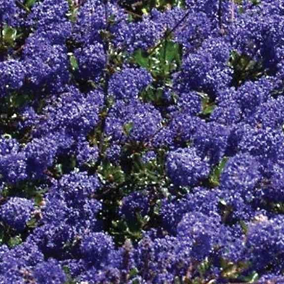 Ceanothus 'Blue Sapphire' Ceanothus 'Blue Sapphire'