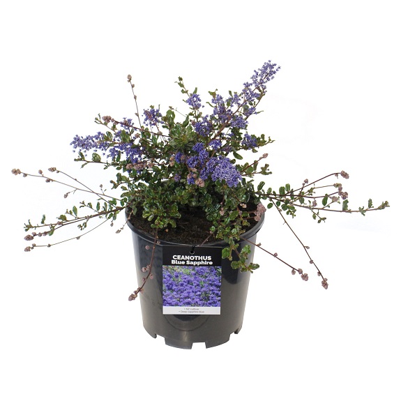 Ceanothus 'Blue Sapphire'