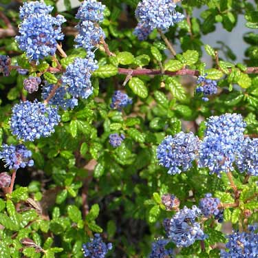 Ceanothus impressus