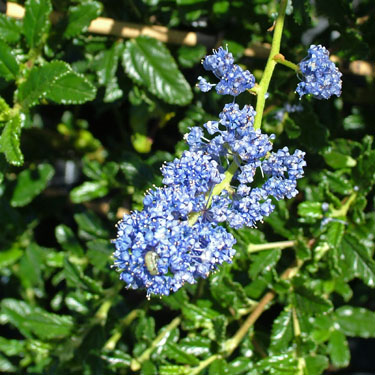 Ceanothus 'Joyce Coulter'