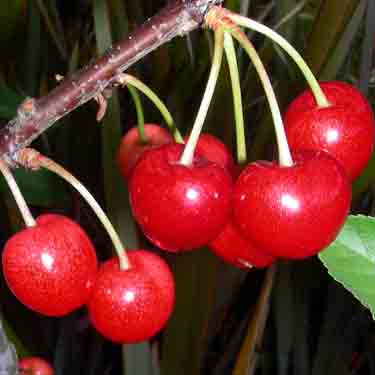 Cherry 'Grumpy' Cherry 'Grumpy'