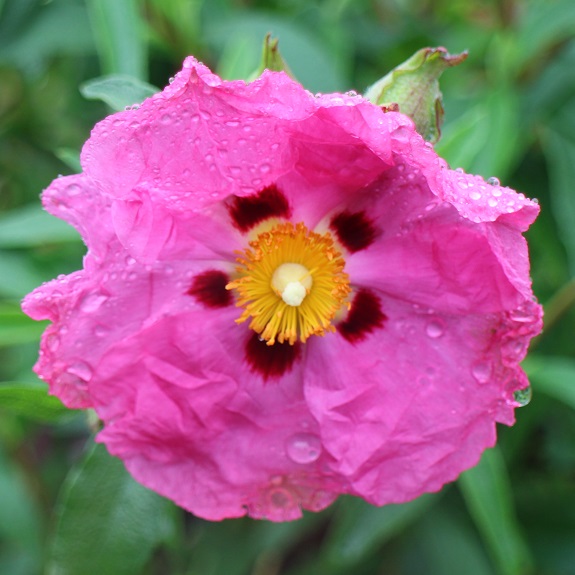 Cistus 'Brilliancy' Cistus 'Brilliancy'