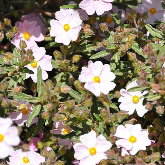 Cistus skanbergii Cistus skanbergii