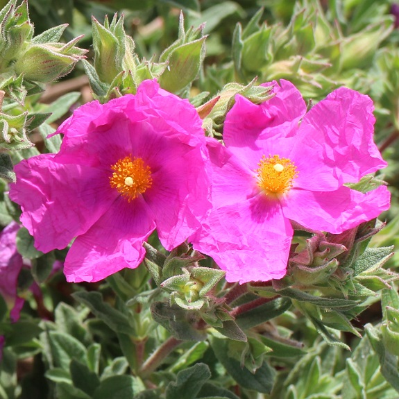 Cistus 'Sunset' Cistus 'Sunset'