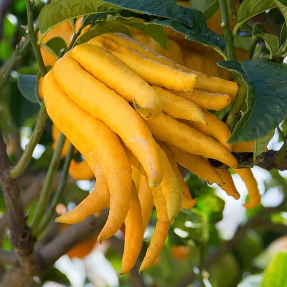 Citrus 'Buddha's Hand' Citrus 'Buddha's Hand'