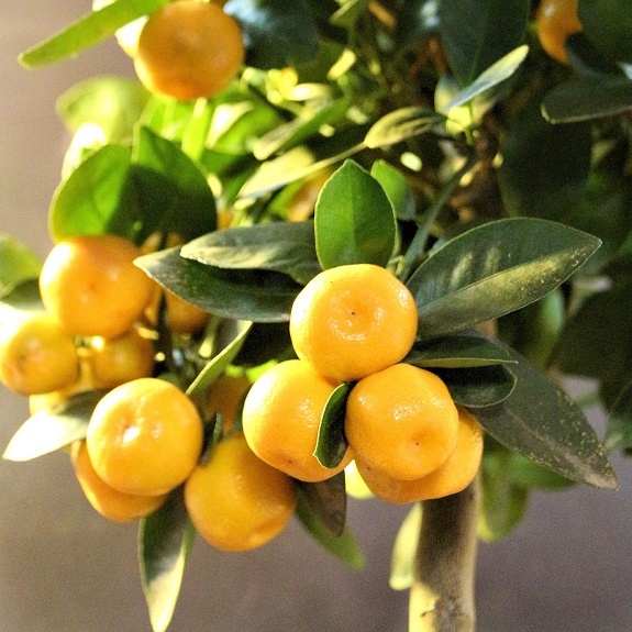 Citrus Calamondin