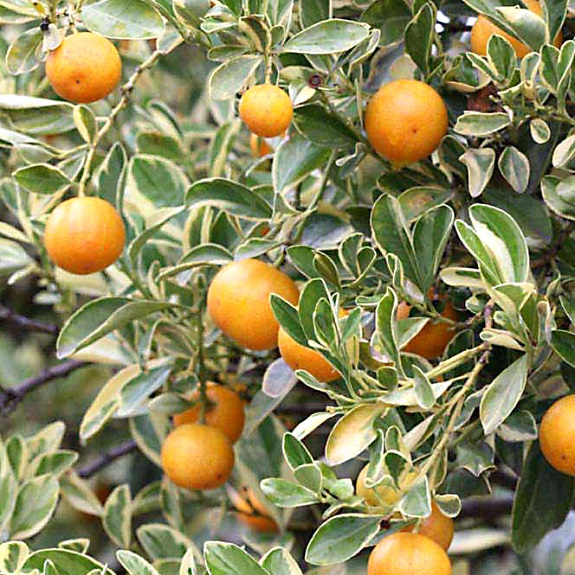 Citrus Calamondin 'Variegata' Citrus Calamondin 'Variegata'