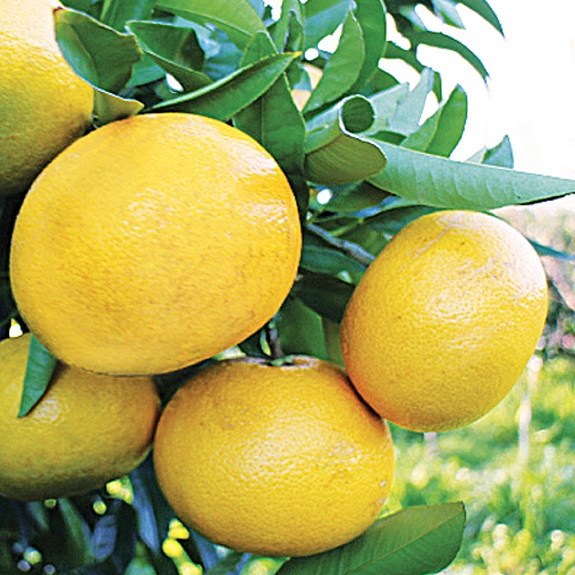 Citrus grapefruit 'Wheeny' Citrus grapefruit 'Wheeny'