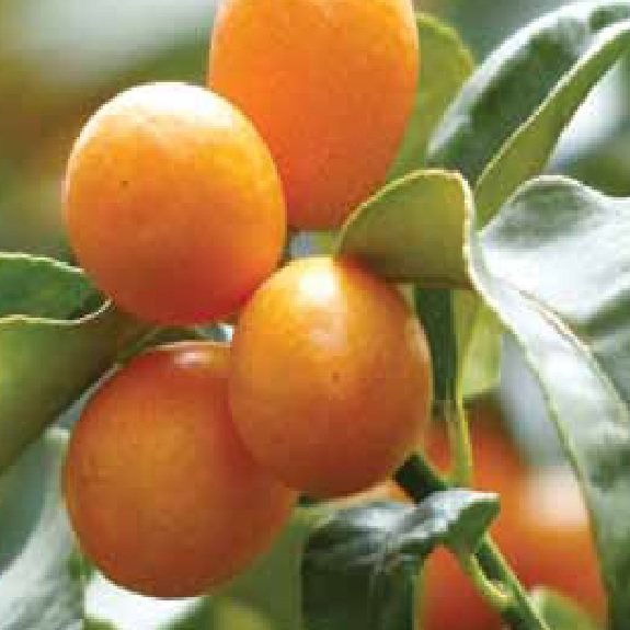 Citrus kumquat 'Meiwa' Citrus kumquat 'Meiwa'