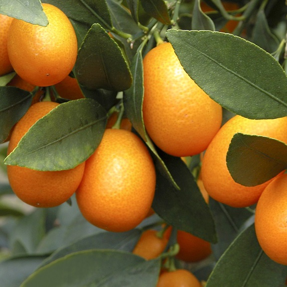 Citrus kumquat 'Nagami' dwarf