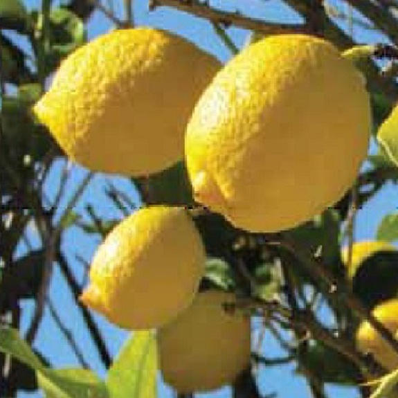 Citrus lemon 'Genoa' Citrus lemon 'Genoa'