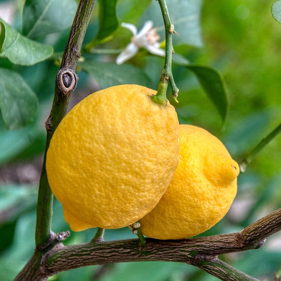 Citrus Lemon 'Golden Gift' Citrus Lemon 'Golden Gift'