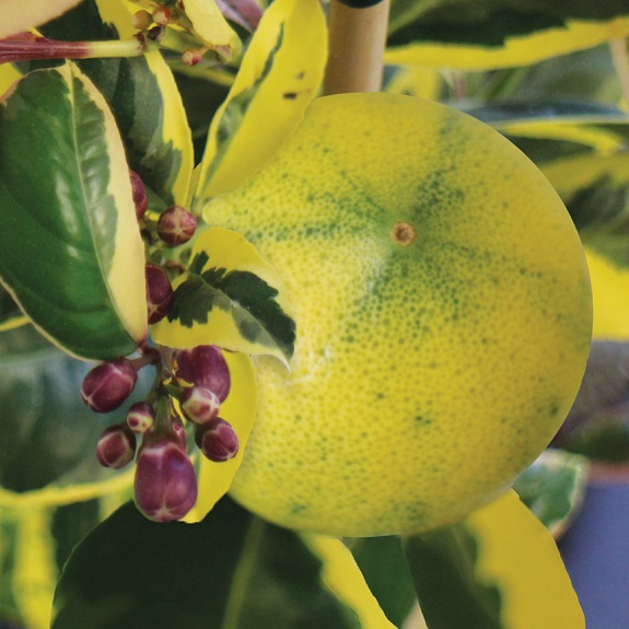 Citrus Lemon 'Meyer Rainbow' Citrus Lemon 'Meyer Rainbow'
