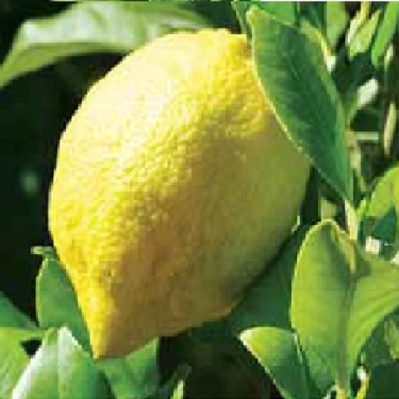 Citrus lemon 'Villa Franca' Citrus lemon 'Villa Franca'