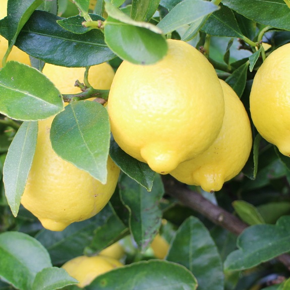 Citrus lime 'Bearss' Citrus lime 'Bearss'