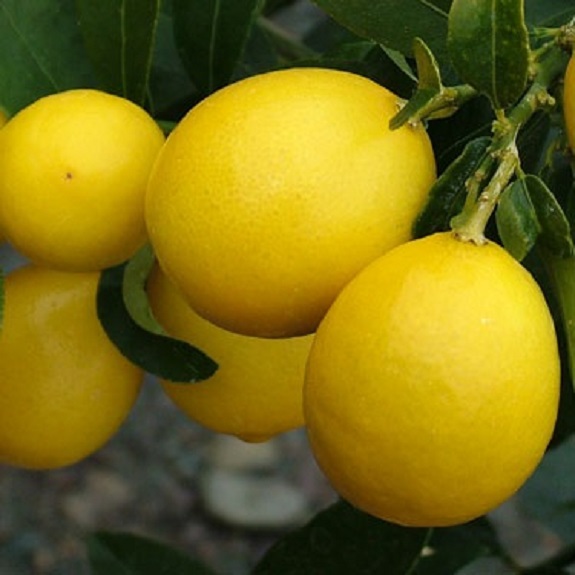 Citrus limequat 'Eustis' Dwarf Citrus limequat 'Eustis' Dwarf