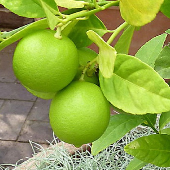 Citrus lime 'Key' Citrus lime 'Key'