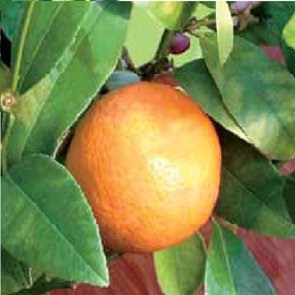Citrus lime 'Rangpur' Citrus lime 'Rangpur'
