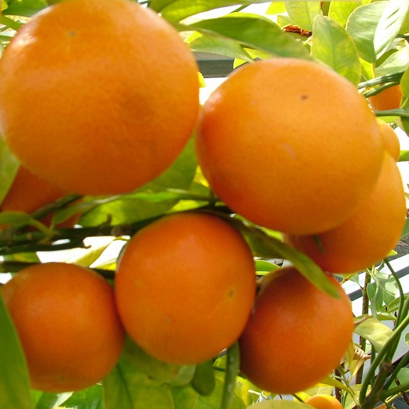 Citrus mandarin 'Afourer' Citrus mandarin 'Afourer'