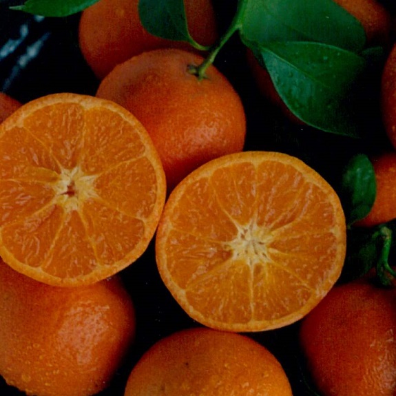 Citrus mandarin 'Bay Sweetie' Citrus mandarin 'Bay Sweetie'