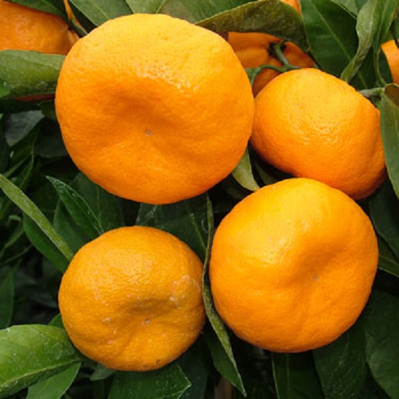 Citrus mandarin 'Kawano' Citrus mandarin 'Kawano'