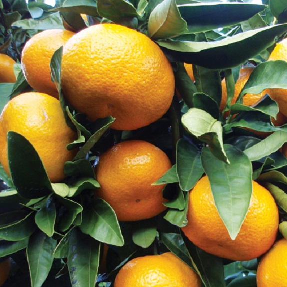 Citrus mandarin 'Miyagawa Wase' Citrus mandarin 'Miyagawa Wase'